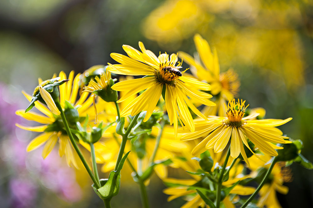 Flowers of Port Credit 5